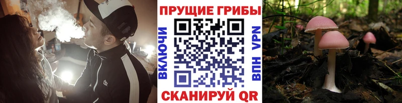 mega зеркало  Козьмодемьянск  Псилоцибиновые грибы Psilocybine cubensis 